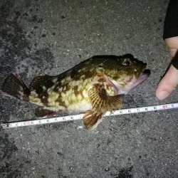 南港カモメ大橋のヘチ釣行 （キビレ30cm、ガシラ釣果）