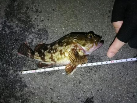 南港カモメ大橋のヘチ釣行 （キビレ30cm、ガシラ釣果）