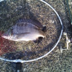 落とし込みでおすすめのイガイ