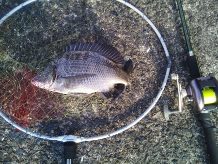 落とし込みでおすすめのイガイ