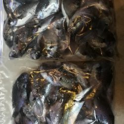 夕まずめを狙って