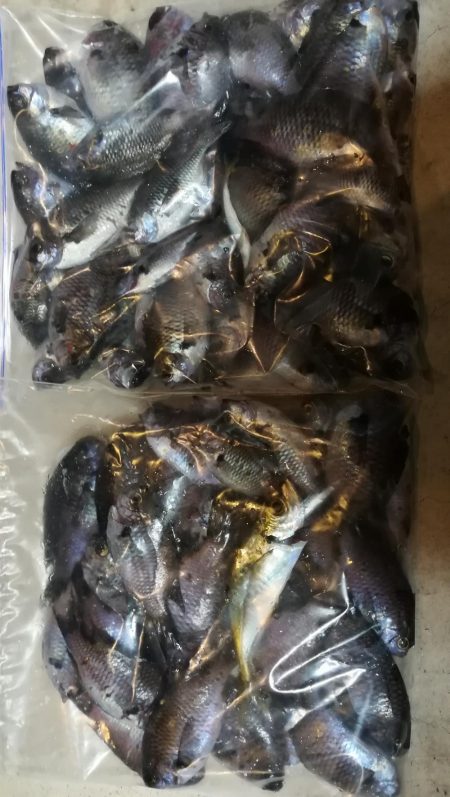 夕まずめを狙って