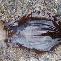 雨の中キロアップゲット