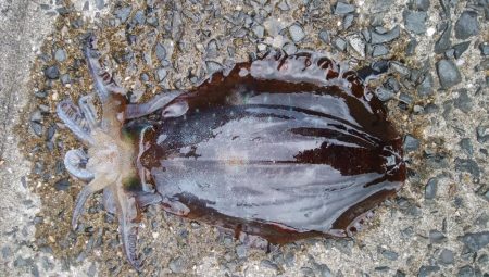 雨の中キロアップゲット