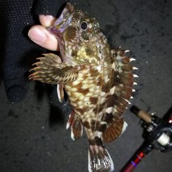 強風の南港フェリーヘチ釣り （悪条件下～小キビレ他小ガシラ釣果のみ）