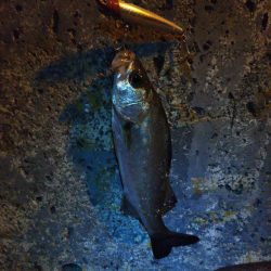 シーバス狙い♪