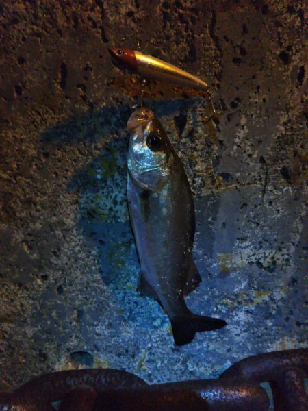 シーバス狙い♪