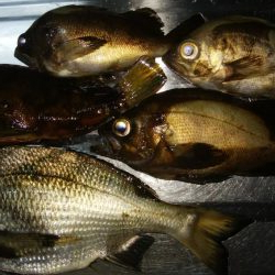 穴釣りとメバリング