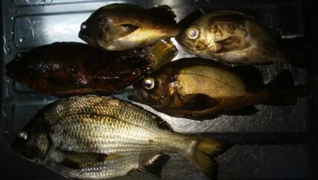 穴釣りとメバリング