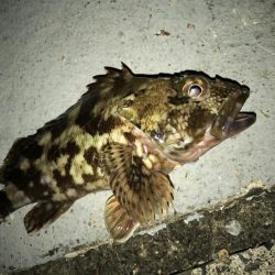 癒やしのガッシー入れ食い(^^)