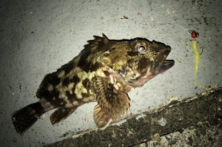 癒やしのガッシー入れ食い(^^)