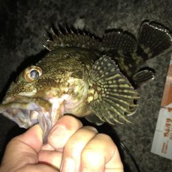 青流しでもガッシー