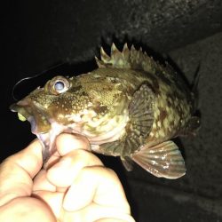 アジングしても結局ガッシー