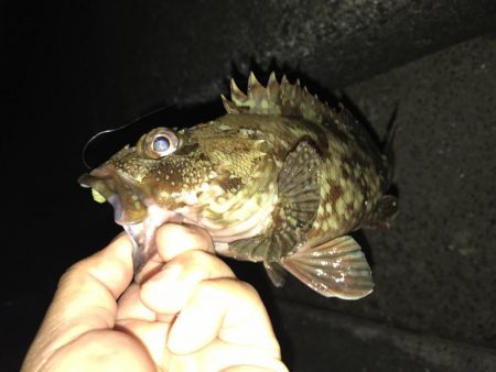 アジングしても結局ガッシー