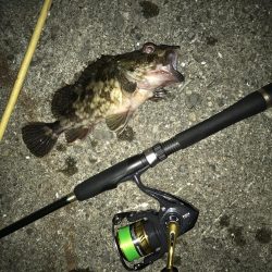 今夜もガッシーマンション！