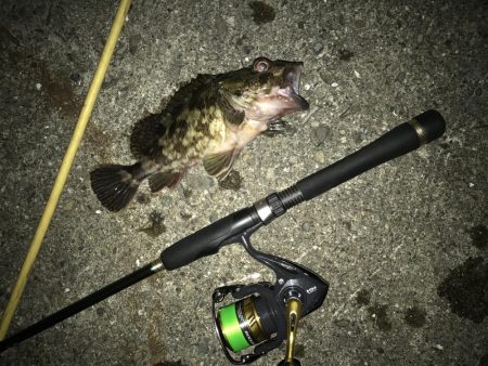 今夜もガッシーマンション！