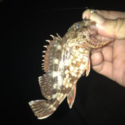 イワシの下にはソゲがいた！