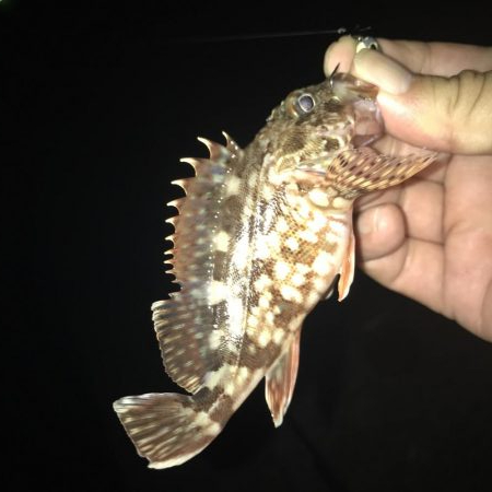 イワシの下にはソゲがいた！