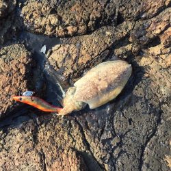 親アオリ狙いが・・・