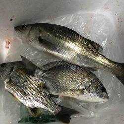 久しぶりのポイントで