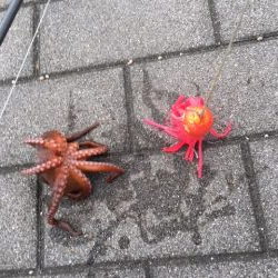 タコ釣れ始めました