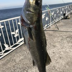 貝塚人工島でブリ狙いでしたが。。