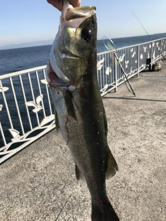 貝塚人工島でブリ狙いでしたが。。