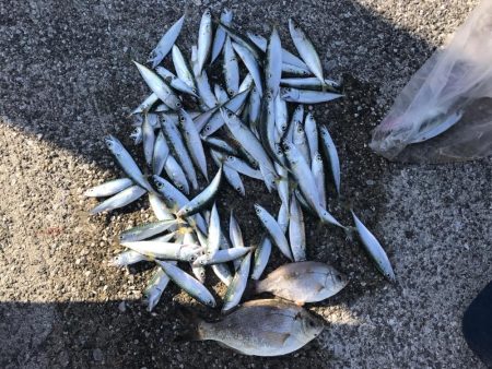 貝塚人工島にて