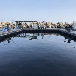 田尻の釣堀にて