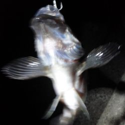 めばる＆しーばす