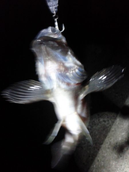 めばる＆しーばす