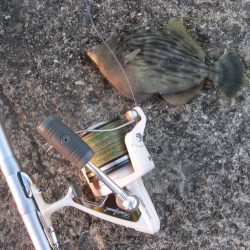 納竿直前にカワハギゲット!