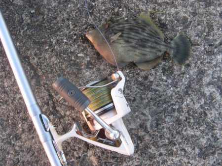 納竿直前にカワハギゲット!