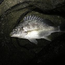 ナイトチニング