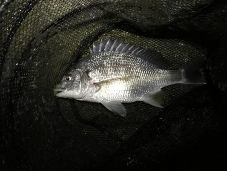 ナイトチニング