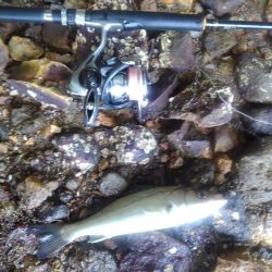 デカイのがいる気がしません(笑)