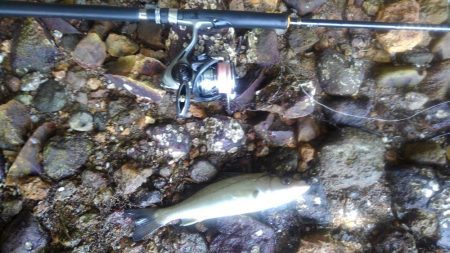 デカイのがいる気がしません(笑)