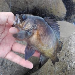 知多半島で根魚釣り