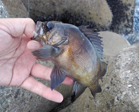 知多半島で根魚釣り