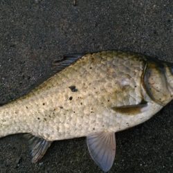 ウナギ狙いです