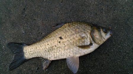 ウナギ狙いです