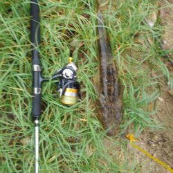 シブイ日でした