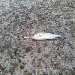 アジングの筈が