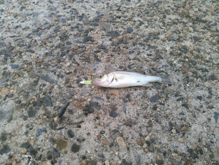 アジングの筈が