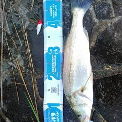 佐鳴湖 シーバス デイゲーム