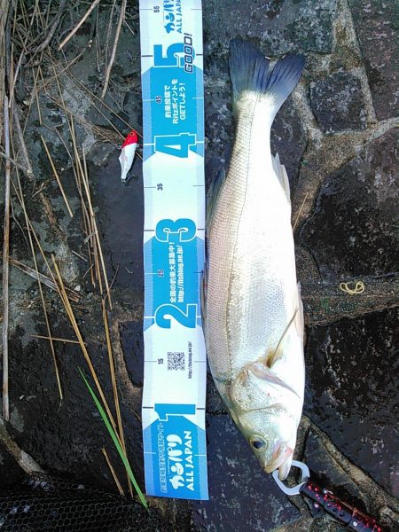 佐鳴湖 シーバス デイゲーム