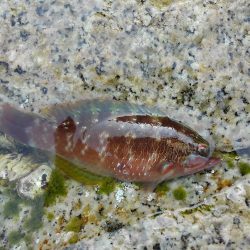 いろいろ釣れました