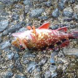 初めての和歌山北港魚釣り公園