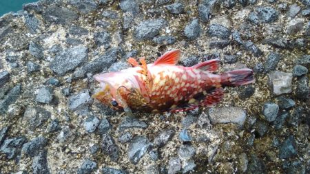 初めての和歌山北港魚釣り公園