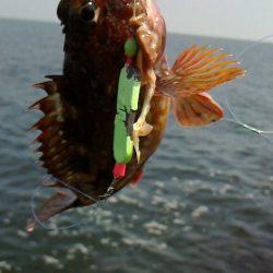 青物あきらめモード